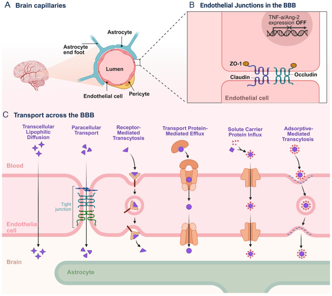 Nanoparticle‑based delivery systems for targeted therapy in brain tumors: Progress, challenges and perspectives (Review).