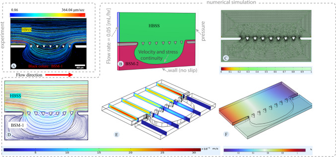 Innovative microfluidic model for investigating the intestinal mucus barrier: numerical and experimental perspectives.