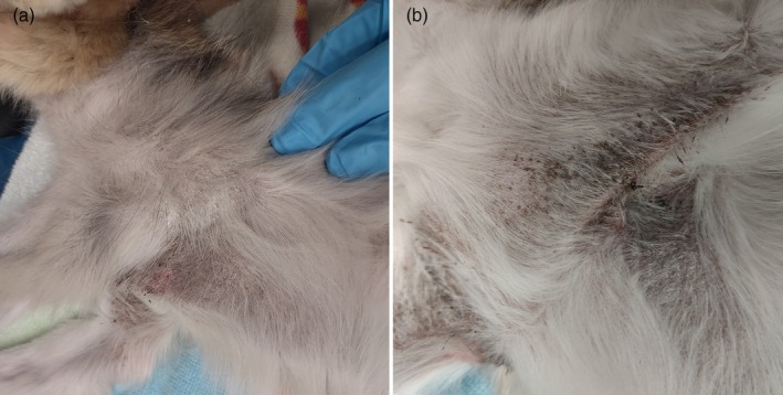 First report of indolent cutaneous T-cell lymphoma in a fennec fox (Vulpes zerda).
