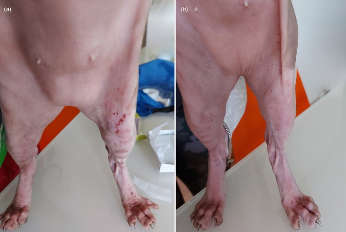 An open-label pilot study on an adsorbent mousse containing adelmidrol in client-owned cats with feline atopic skin syndrome and associated seborrhoea.