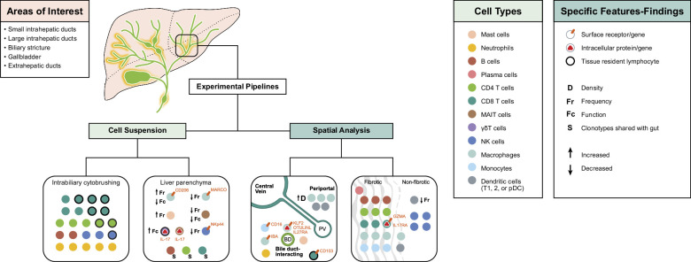 Immunobiology of primary sclerosing cholangitis.