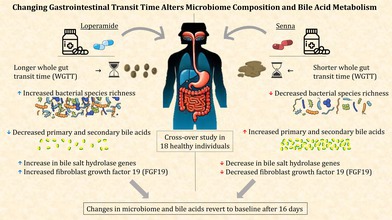 Changing Gastrointestinal Transit Time Alters Microbiome Composition and Bile Acid Metabolism: A Cross-Over Study in Healthy Volunteers.