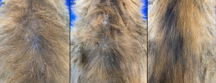 An open-label pilot study on an adsorbent mousse containing adelmidrol in client-owned cats with feline atopic skin syndrome and associated seborrhoea.