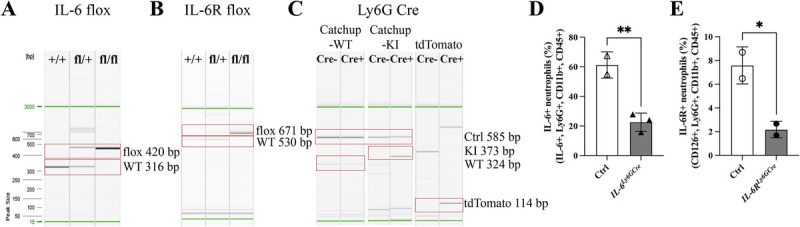 PHYSIOLOGICAL FRACTURE HEALING IS UNAFFECTED BY NEUTROPHIL-DERIVED IL-6 OR IL-6R SIGNALING IN MICE.