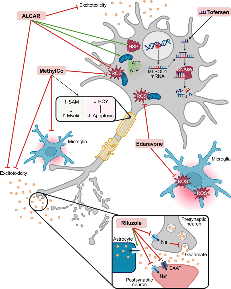 Genetic and Mechanistic Insights Inform Amyotrophic Lateral Sclerosis Treatment and Symptomatic Management: Current and Emerging Therapeutics and Clinical Trial Design Considerations.