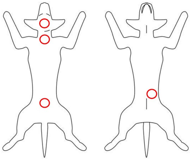 Dermoscopic evaluation of normal canine skin with a handheld dermoscope.