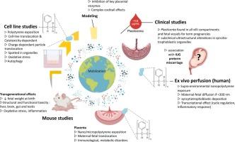 Year 116 of the Plastic Age: a Pandora’s Box as a Time Bomb for Pregnancy? Review of Clinical and Fundamental Data on Prenatal Exposure to Plastics