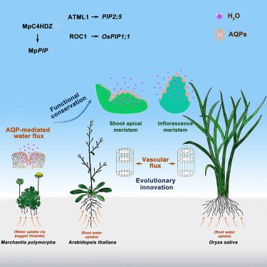Epidermal hydrodynamics controls water homeostasis of shoot meristems for plant adaptation to terrestrial environments