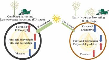 Optimizing harvest timing in rapeseed (Brassica napus L.): Balancing oil yield, metabolic quality, and field efficiency