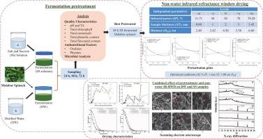 Effect of fermentation on non-water infrared refractance window drying of Malabar spinach