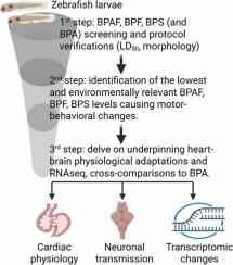 Bisphenol analogue exposure at low concentrations modifies heart-brain functions and transcriptomics in zebrafish larvae.