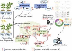 Exogenous nitric oxide enhances waterlogging tolerance in Boehmeria nivea L. through modulating BnCAT3 expression