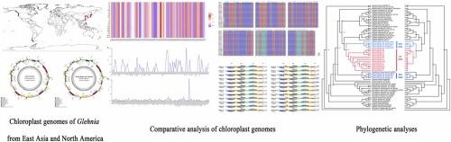 Integrative chloroplast genomics unravels phylogenetic discordance in Glehnia (Apiaceae)