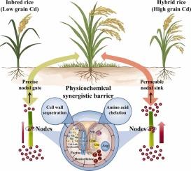 Genotype-dependent fortification of rice nodes dictates cadmium fate in grains: A synergistic barrier forged from cell wall and amino acid chelation
