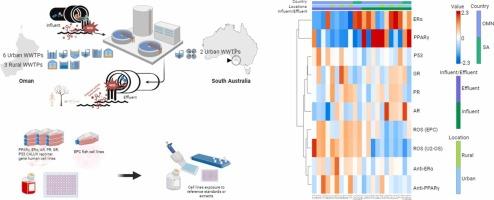 Comparative in vitro assessment of bioactive chemicals in wastewater from South Australia and Oman using reporter gene assays and a fish cell line