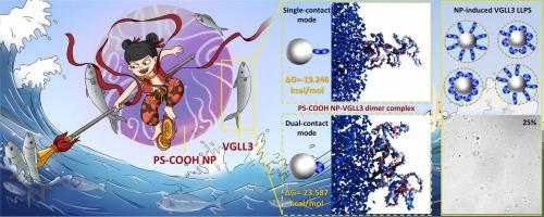 Polystyrene nanoplastics modulate VGLL3 phase separation by enhancing intermolecular interactions: implications for fibrosis and beyond