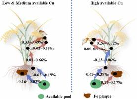 Copper isotopic fractionation in soil-rice systems near the multimetallic mine: Implication for Cu uptake and transport mechanisms