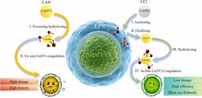 Anchored adsorption and in-situ coagulation of cyanobacteria via Ce(III)-based salt: Enhanced removal efficiency and reduced toxicity