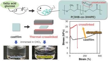 Thermal cross-linking mechanism of polyhydroxyalkanoates with vinyl unit in their side chains