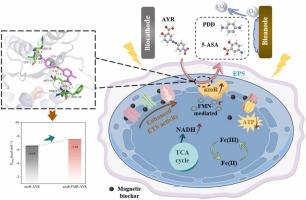 Magnetic biochar-facilitated azo dye degradation in bioelectrochemical system: Mechanistic insights from carbon metabolism, electron transfer, and molecular docking