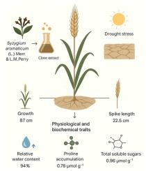 Green-synthesized copper nanoparticles enhance drought tolerance in wheat for sustainable biomass and industrial applications