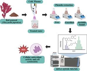 First comprehensive phenolic profiling and antioxidant assessment of red seaweed (Mazzaella japonica) using cold plasma-treated water