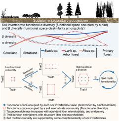 Taxonomic assembly and trait partitioning contribute comparably to soil invertebrate functional diversity along secondary succession in high-elevation plateau ecosystems