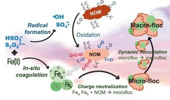 Synergy of sulfate radical-driven oxidation with dynamic in situ Fe(III) coagulation for enhanced NOM precursor removal