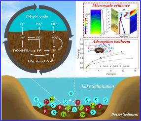 Fine-scale Evaluation on Phosphorus Dynamics in Sediments of Hongjian Nur, the Largest Desert Lake in China