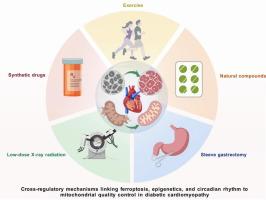 Cross-regulatory mechanisms linking ferroptosis, epigenetics, and circadian rhythm to mitochondrial quality control in diabetic cardiomyopathy