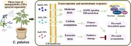 Metal and non-metal nanoparticles differentially regulate flavonoid accumulation in Cyclocarya paliurus: A multi-omics analysis