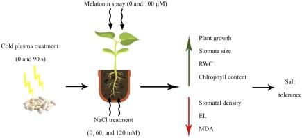 Enhancing salt tolerance in Carthamus tinctorius L. using cold plasma and melatonin: Insights from growth, biochemical, and anatomical responses