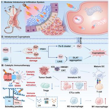 Modular train-style nanorobots for targeted deep penetration and multi-directional collaborative treatment of colorectal cancer