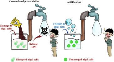 Mechanistic insights into acidification-augmented coagulation: optimizing cyanobacterial removal and disinfection by-products control