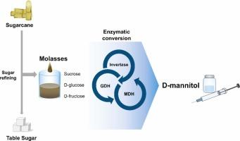 Upcycling agro-industrial biomass molasses into D-mannitol via an enzymatic cascade with in situ cofactor regeneration
