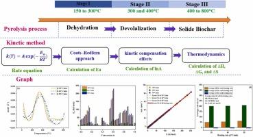 Evaluating the kinetic triplet parameters, mechanisms, and thermodynamics involved in the pyrolysis of Chamaerops humilis waste cellulosic fibers to produce sustainable and renewable biofuels