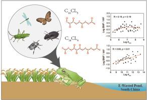 Biomagnification of chlorinated paraffins in amphibians from an e-waste effected ecosystem, South China: evidence from quantitative fatty acid signature analysis