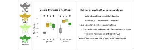 Honey bee nutritranscriptomics reveals key insights towards precision nutrition