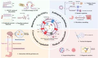 Helicobacter pylori-derived outer membrane vesicles: Pathogenic roles, microbiota interactions, and biomedical applications
