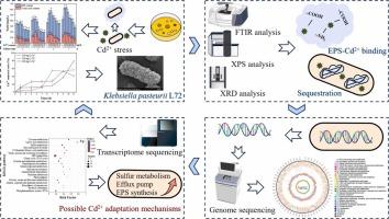 New insights into the adaptation mechanisms of exopolysaccharide-producing Klebsiella pasteurii L72 to Cd2+ exposure