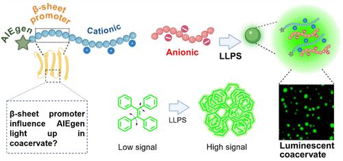 β-Sheet Structures Enhance Aggregation-Induced Emission Signals in Peptide-Based Coacervates