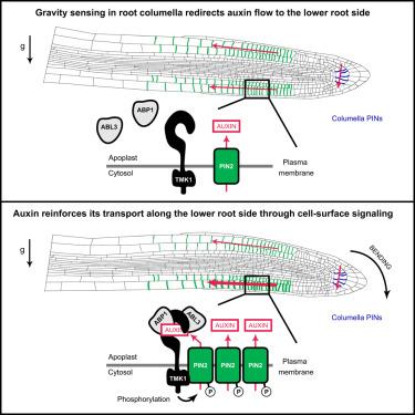ABP1/ABL3-TMK1 cell-surface auxin signaling targets PIN2-mediated auxin fluxes for root gravitropism