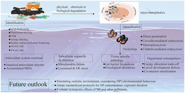 The stealthy journey of nanoplastics in bivalves: accumulation dynamics and toxic burden