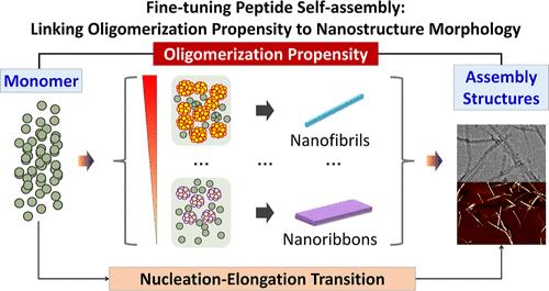 Oligomerization Propensity Governs Self-Assembly Morphology: Insights from Steady-State Oligomer Analysis