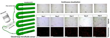 An integrated continuous-flow microfluidic sensor for long-term monitoring of microalgae growth in a tubular photobioreactor