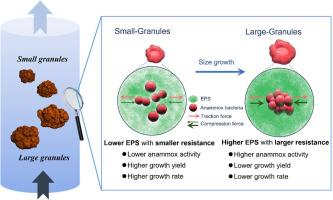 Mechanical resistance of higher EPS contents in larger granules restricts anammox bacterial growth
