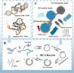 Nanozyme-mediated multi-mode cascaded visual lateral flow assay platform of enrofloxacin based on truncated aptamer and one-pot isothermal amplification