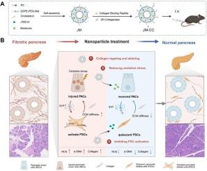 Fibrotic collagen-targeted delivery system blocks pancreatic intercellular crosstalk to alleviate pancreatic fibrosis