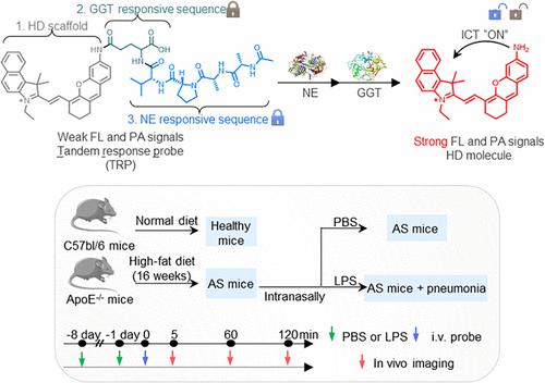 A Tandem-Responsive Probe for Dual-Enzyme Photoacoustic Imaging of Atherosclerotic Plaque in Vivo