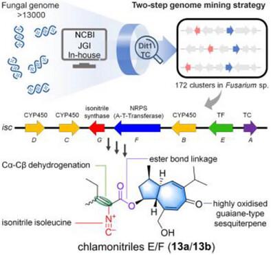 Discovery and Biosynthesis of Rare Fungal Terpenoid-Isonitrile Amino Acid Hybrid Natural Products.